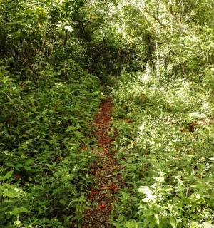 a dirt road in the middle of a forest