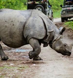 a rhino walking down a dirt road