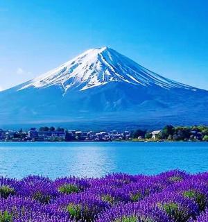 一片水域前，一座开满紫色花朵的山