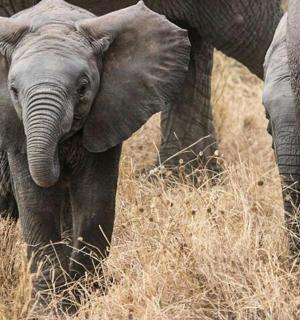 a baby elephant standing next to an adult elephant