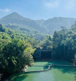 河中央有树的水池