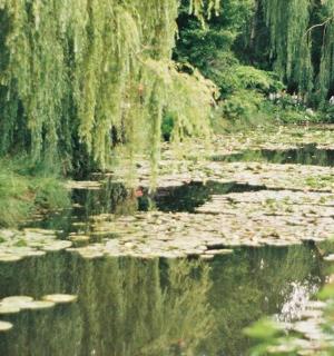 水面上长满睡莲的池塘
