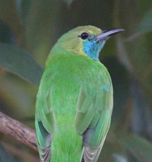 a green bird is sitting on a tree branch