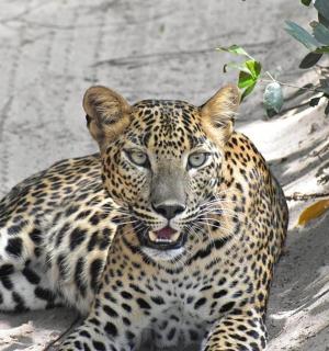 一只美洲虎躺在地上，嘴巴张开