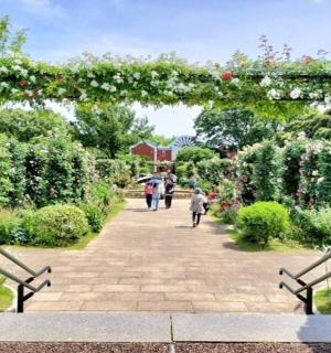 带有鲜花拱门的花园