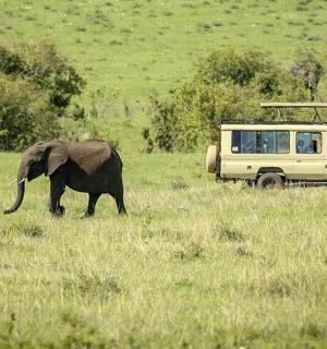 two elephants walking in a field next to a van