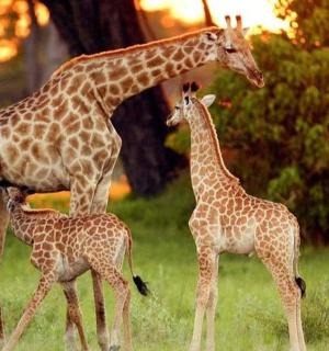a giraffe and two baby giraffes standing in a field