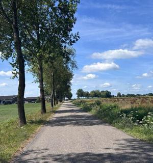 田野边有树的土路