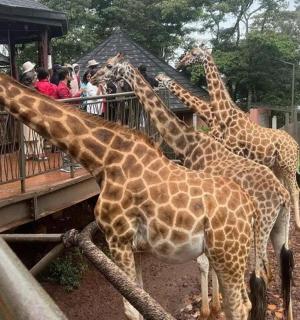 a group of giraffes standing next to a fence