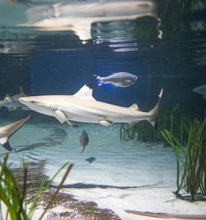一群在水族馆里游泳的鱼