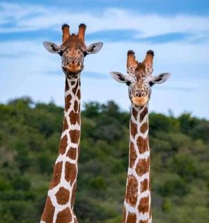 two giraffes are standing next to each other