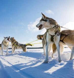雪地里的一群哈士奇犬