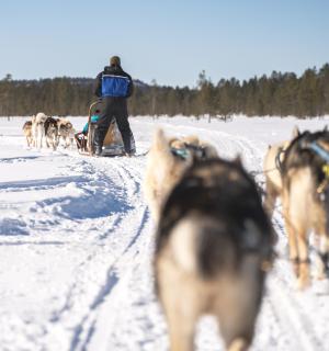 一名男子在雪地里遛一群狗