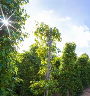 a row of trees with the sun in the background