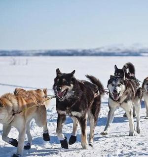 a group of dogs being pulled by a sled in the snow