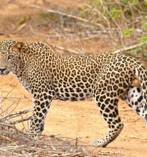 一只豹子在泥地上行走