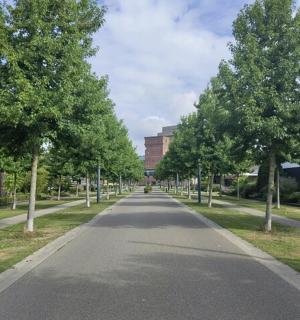 空荡荡的街道，远处有树木和建筑物