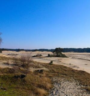 一片有沙漠的田野，沙漠里有一棵树