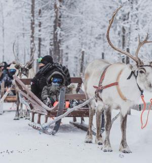 a group of people on a sleigh pulled by reindeer