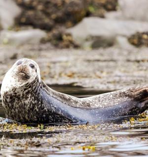 a harbor seal is laying in the water