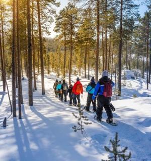 一群人越野滑雪穿越白雪覆盖的森林