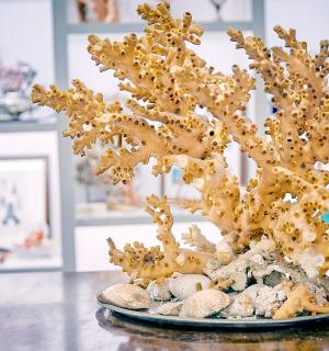 a bonsai tree sitting on top of a table