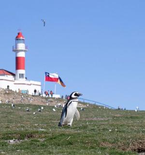 一只企鹅站在山上,背景是一座灯塔