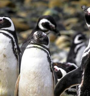 一群企鹅并排站着