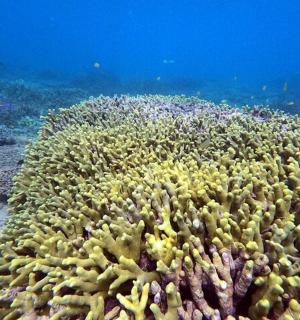 海洋中的珊瑚礁和鱼