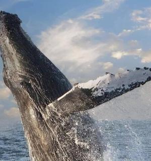 a humpback whale jumping out of the water