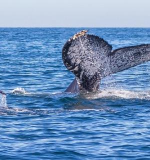 a dolphin jumping out of the water with its tail extended