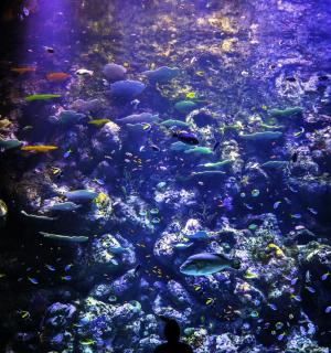 a man standing in front of a large tank of fish