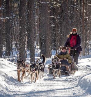 two people and two dogs on a sleigh in the snow