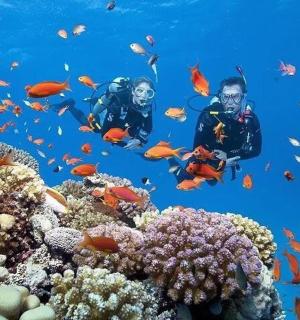 two people swimming over a coral reef with fish