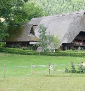 a horse grazing in a field in front of a barn