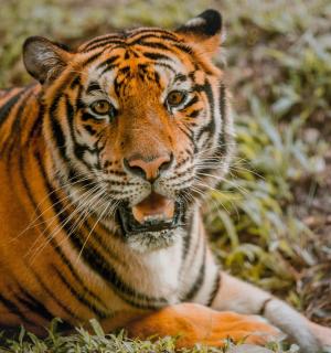 a tiger laying in the grass with its mouth open