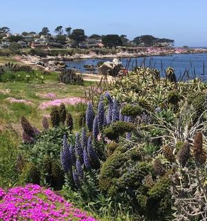 a garden with purple flowers on a hill next to the ocean