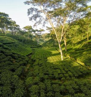 森林茶园的俯视图