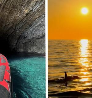 一群人在船上观看水中的海豚