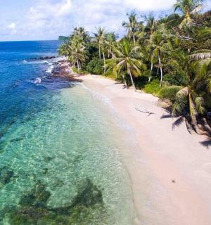 an aerial view of a beach with palm trees and the ocean
