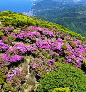 kytice květin na vrcholu hory