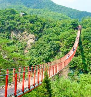 a suspension bridge in the middle of a forest