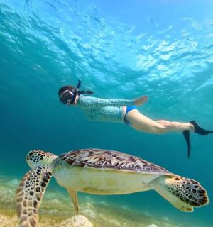 a person swimming next to a turtle in the ocean