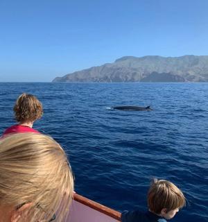 一群人在船上观看水中的鲸鱼