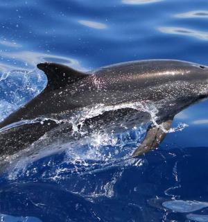 一只海豚跃出水面