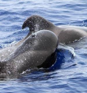 几只海豹在水中游泳