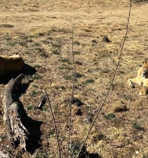 两只狮子躺在田野里的地上