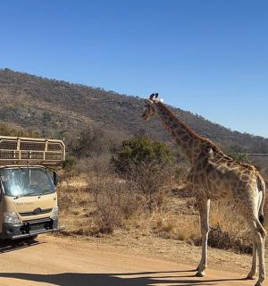 一只长颈鹿站在公交车旁的土路上