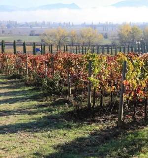 a man walking through a row of vines