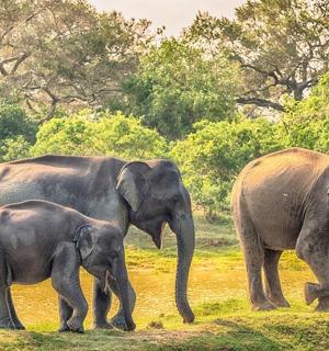 a group of three elephants walking in a field